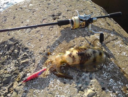 越前海岸でエギング